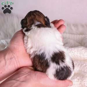 Mickey, Teddy Bear Puppy